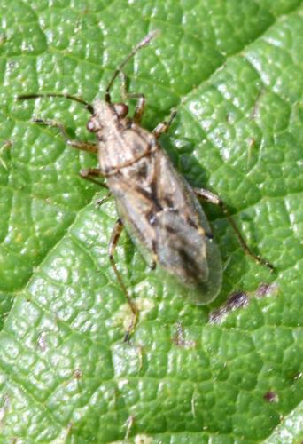 Réf. 311 985 : Nysius sp.